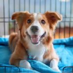 Canine Obedience Support for Families Phoenix