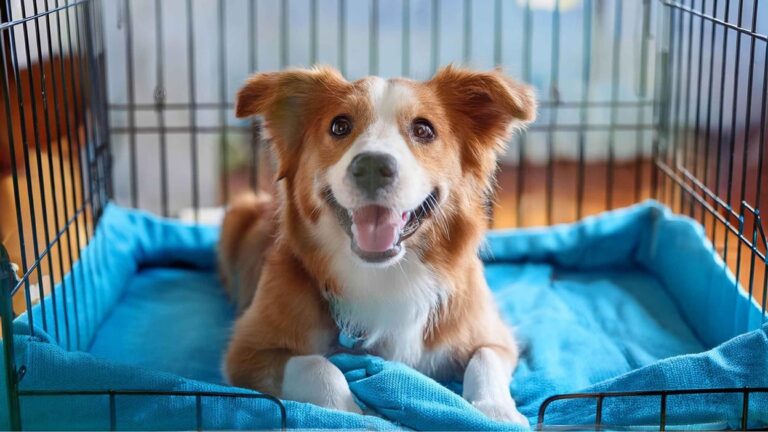 Canine Obedience Support for Families Phoenix